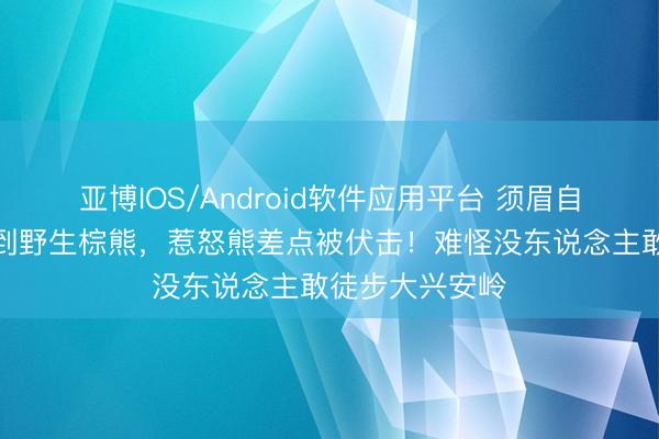 亚博IOS/Android软件应用平台 须眉自驾大兴安岭遇到野生棕熊，惹怒熊差点被伏击！难怪没东说念主敢徒步大兴安岭