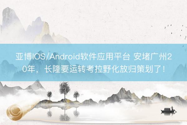 亚博IOS/Android软件应用平台 安堵广州20年,长隆要运转考拉野化放归策划了!